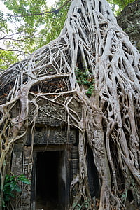 concrete building under tree thumbnail