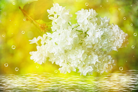 selective focus photography of bundle of white petaled flower thumbnail