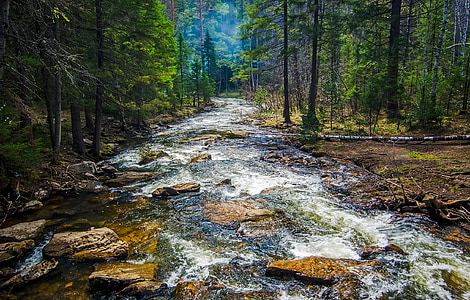river between green trees thumbnail