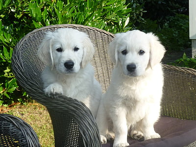 two white Labrador retriever puppies sitting on wicker chair thumbnail