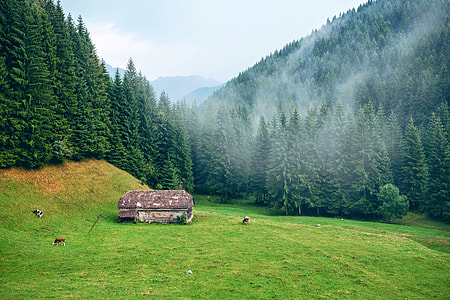 green grass near tall trees at daytime thumbnail