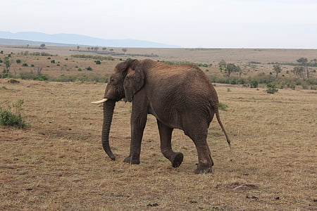 wildlife photography of brown elephant thumbnail