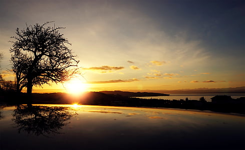 silhouette of tree during sunset thumbnail