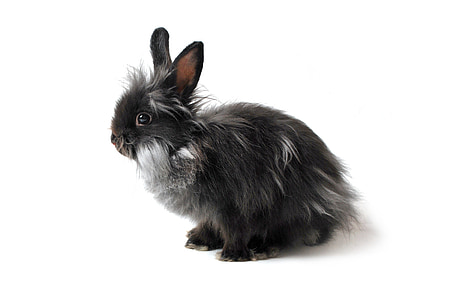 black and white bunny thumbnail