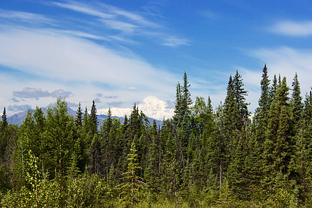 landscape photography of green Pine trees and cirrus clouds during daytime thumbnail