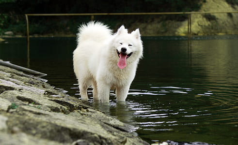 dog on body of water thumbnail