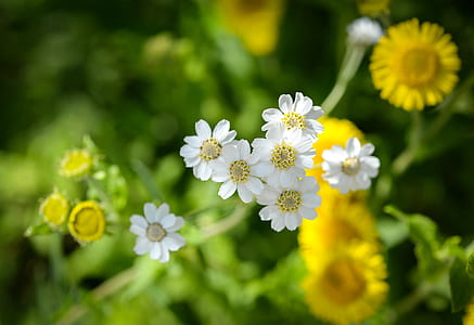 selective focus photography of white petaled flowers thumbnail