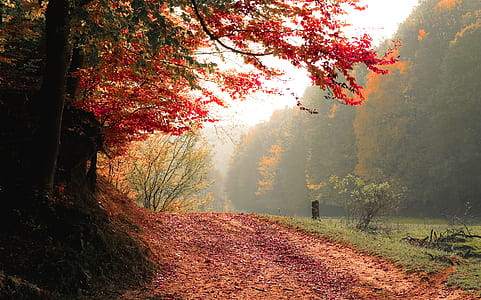 road, nature, trees, fog thumbnail