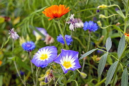Purple White and Yellow Flower thumbnail