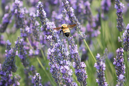 flight, nature, flying, flowers thumbnail