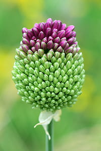 blooming green and purple flower thumbnail