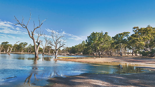 green trees near body of water during daytime thumbnail