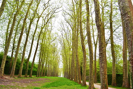 green leafed trees in worms view photography thumbnail