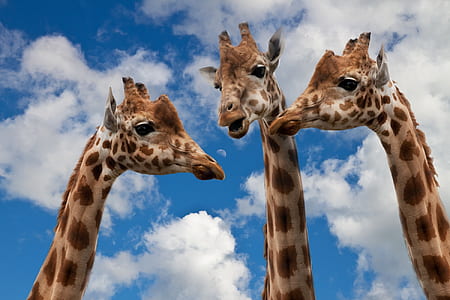 three giraffes thumbnail