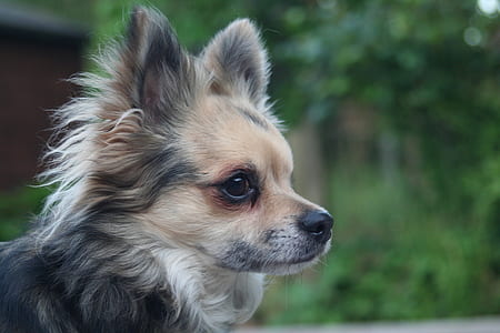 close-up black and tan Chihuahua photography thumbnail