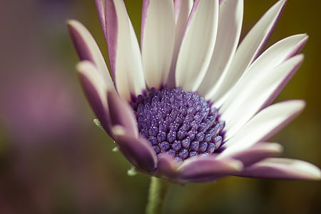 close-up photo of white and purple osteospermum flower thumbnail