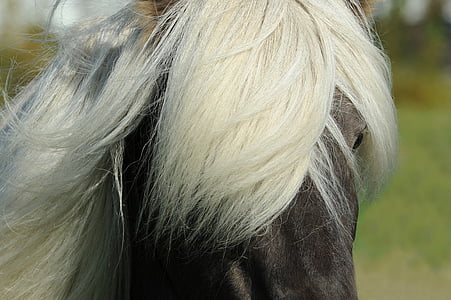 white and black horse thumbnail