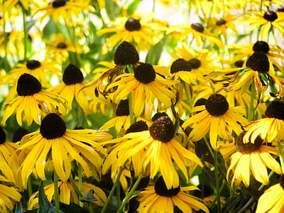 depth photography of sunflowers thumbnail