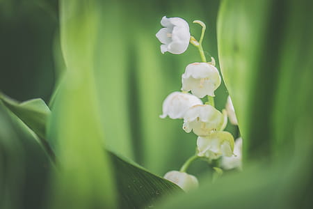 White Petaled Flowers in Bloom thumbnail
