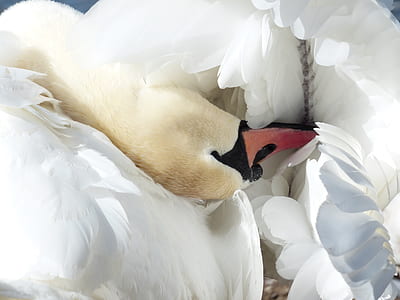 photo of white and red duck thumbnail