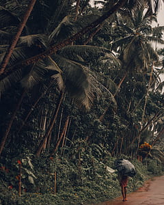person standing near trees holding umbrella during rainy day thumbnail