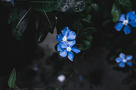 shallow focus photography of two blue flowers thumbnail