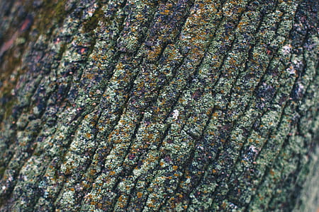 Mossy Brak Texture Photo thumbnail
