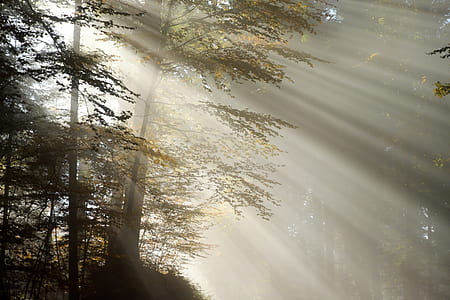 light passing through tree during sun rise thumbnail