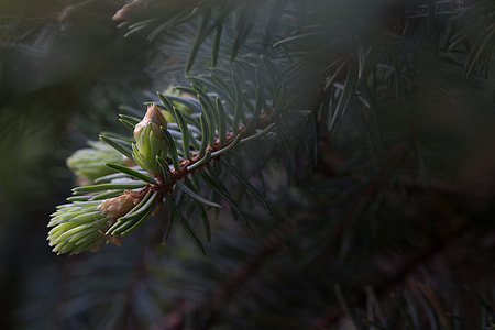 selective focus photography of pine leaves thumbnail