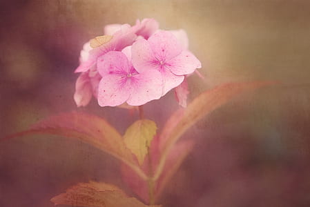 selective focus photo of pink petaled flower thumbnail