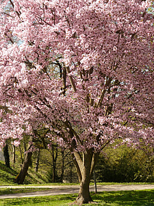 cherry blossom tree thumbnail