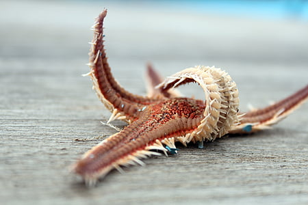 red and white starfish on gray surface thumbnail
