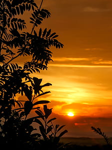 silhouette of tree during golden hour thumbnail