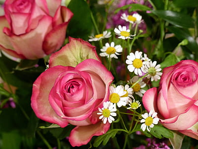 closeup photography of pink rose flower thumbnail