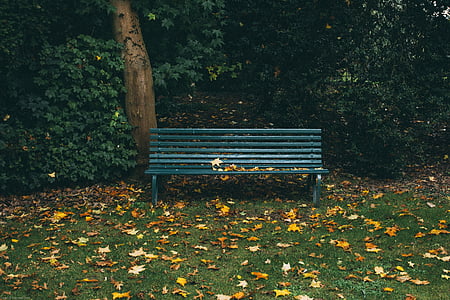 green bench beside tree during daytime thumbnail