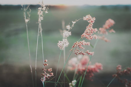 white and pink flowers thumbnail