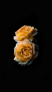 photography of two yellow roses thumbnail