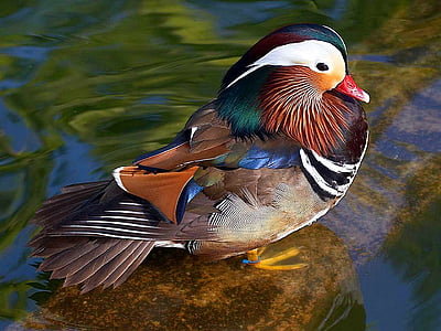 brown, white, and black duck standing on brown stone thumbnail