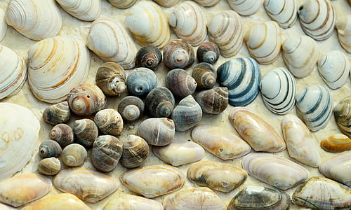 brown and blue sea shells thumbnail
