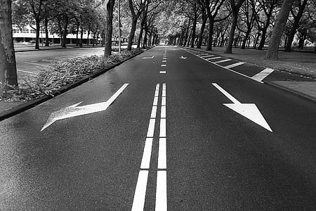 grayscale photo of road surrounded by trees thumbnail