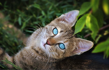 close-up photography of brown cat looking upwards on outdoors thumbnail