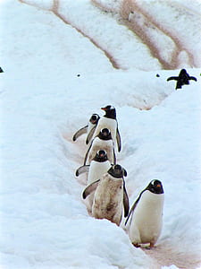 flock of penguins walking on snowfield thumbnail