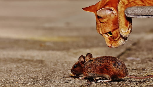 orange cat looking on black rat thumbnail