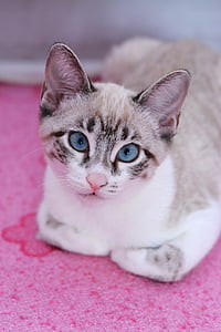shallow focus photography of grey cat lying on pink floral textile thumbnail