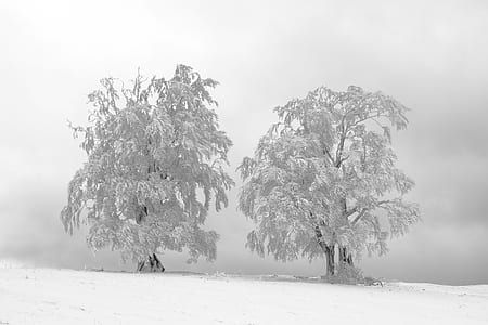white snow covered tree on field thumbnail