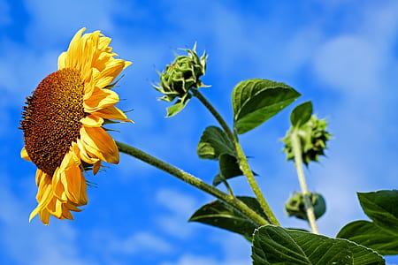 common sunflower during daytime thumbnail