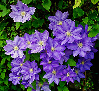 purple flowering plant thumbnail