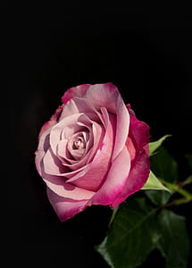 tilt shift photography of pink rose thumbnail