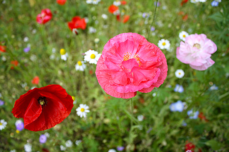 close-up photo of three assorted-colored flowers thumbnail