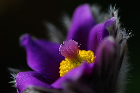 purple pasque flower selective-focus photo thumbnail